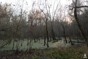 Swamp/Bottomland